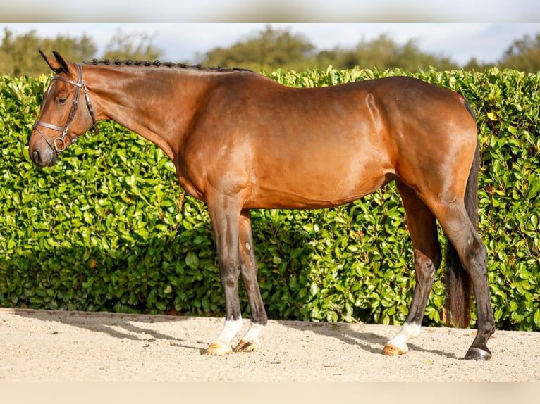 Belgisch Warmbloed Merrie 5 Jaar 172 cm Roodbruin in Kinrooi