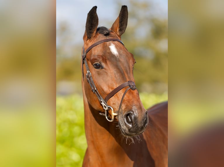 Belgisch Warmbloed Merrie 5 Jaar 172 cm Roodbruin in Kinrooi