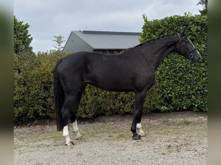Belgisch Warmbloed Merrie 5 Jaar 173 cm Zwart in Oud Gastel