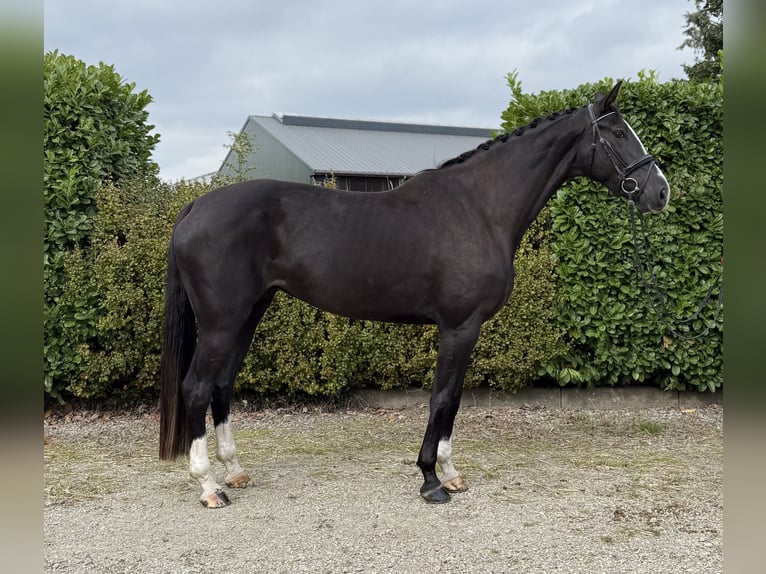Belgisch Warmbloed Merrie 5 Jaar 173 cm Zwart in Oud Gastel