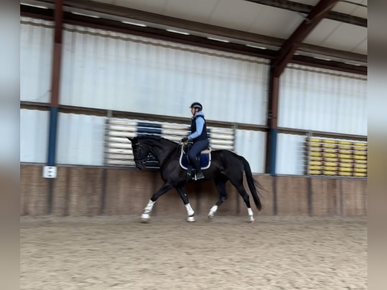 Belgisch Warmbloed Merrie 5 Jaar 173 cm Zwart in Oud Gastel