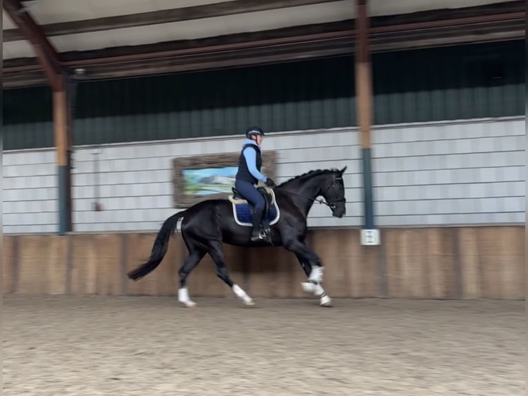 Belgisch Warmbloed Merrie 5 Jaar 173 cm Zwart in Oud Gastel