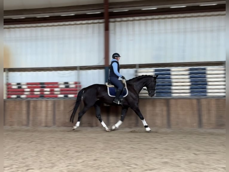 Belgisch Warmbloed Merrie 5 Jaar 173 cm Zwart in Oud Gastel