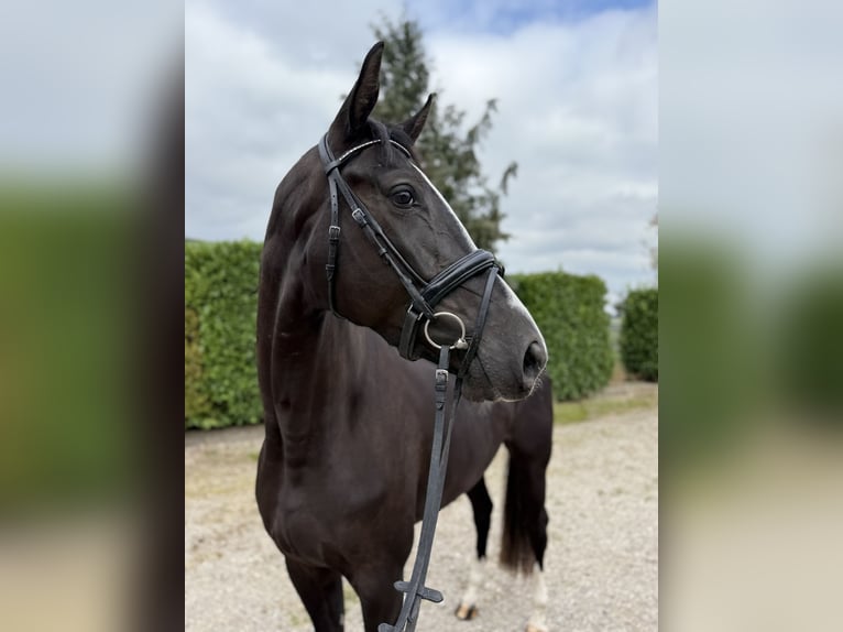 Belgisch Warmbloed Merrie 5 Jaar 173 cm Zwart in Oud Gastel