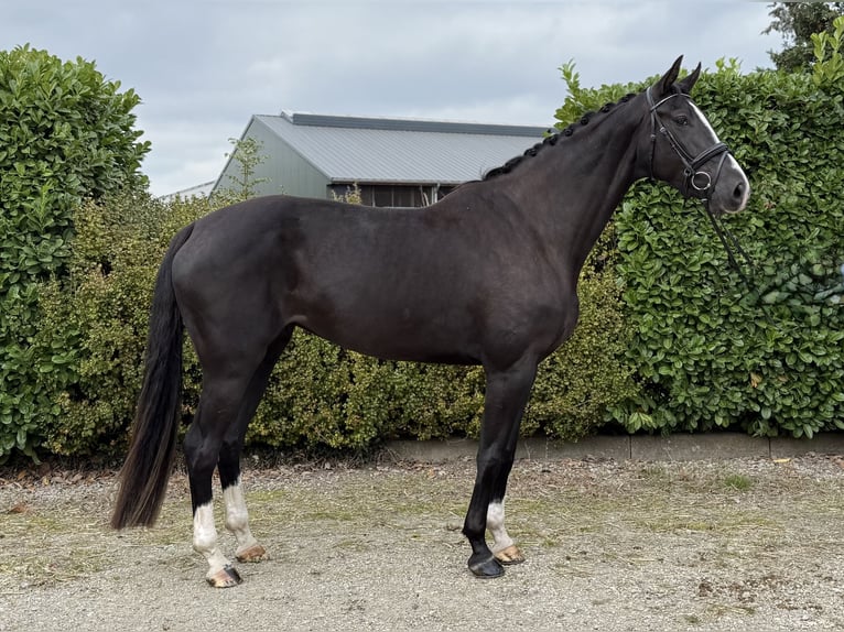 Belgisch Warmbloed Merrie 5 Jaar 173 cm Zwart in Oud Gastel
