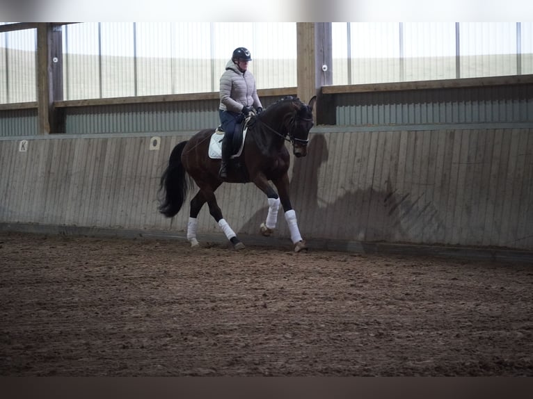 Belgisch Warmbloed Merrie 5 Jaar 174 cm Bruin in Nettersheim