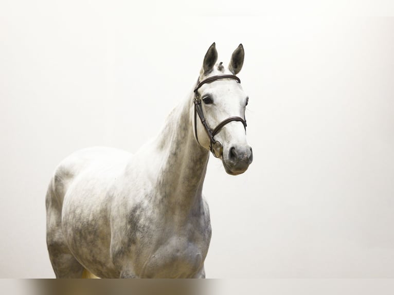 Belgisch Warmbloed Merrie 5 Jaar Schimmel in Waddinxveen