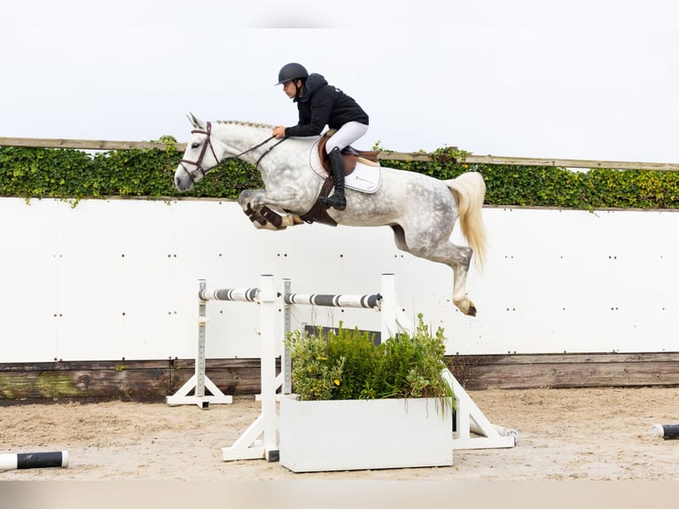 Belgisch Warmbloed Merrie 5 Jaar Schimmel in Waddinxveen