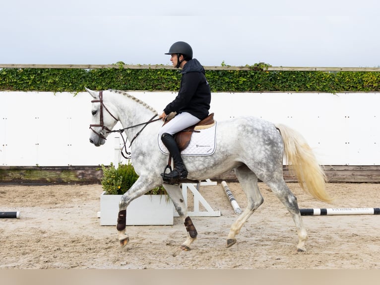 Belgisch Warmbloed Merrie 5 Jaar Schimmel in Waddinxveen
