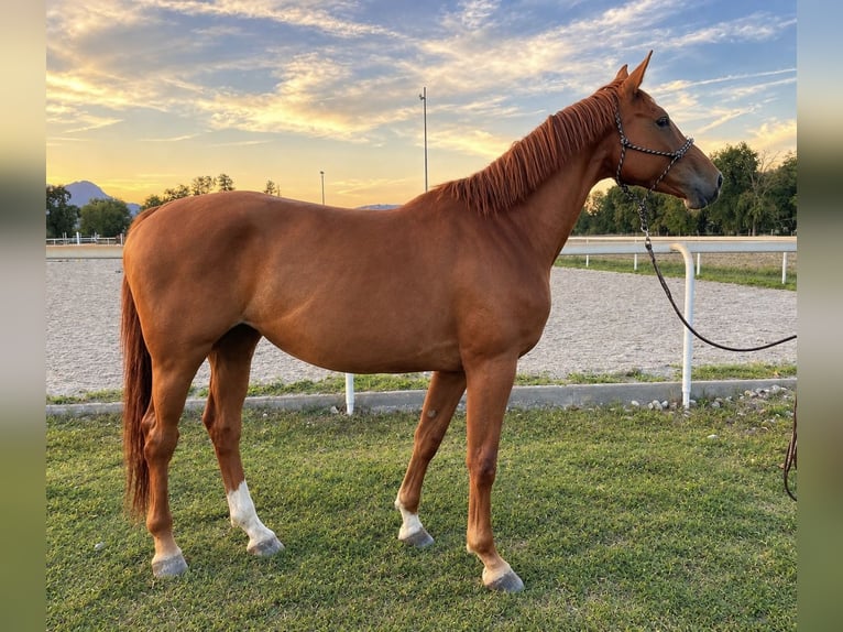 Belgisch Warmbloed Merrie 5 Jaar  in voglans