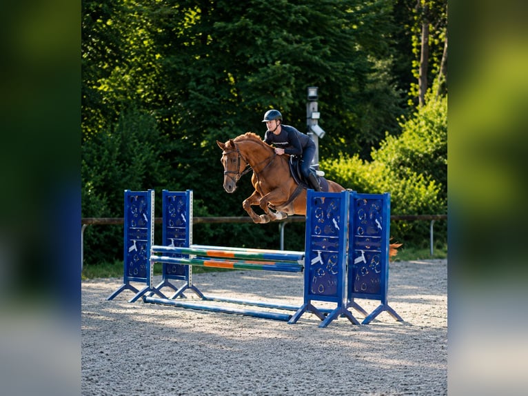Belgisch Warmbloed Merrie 5 Jaar  in voglans