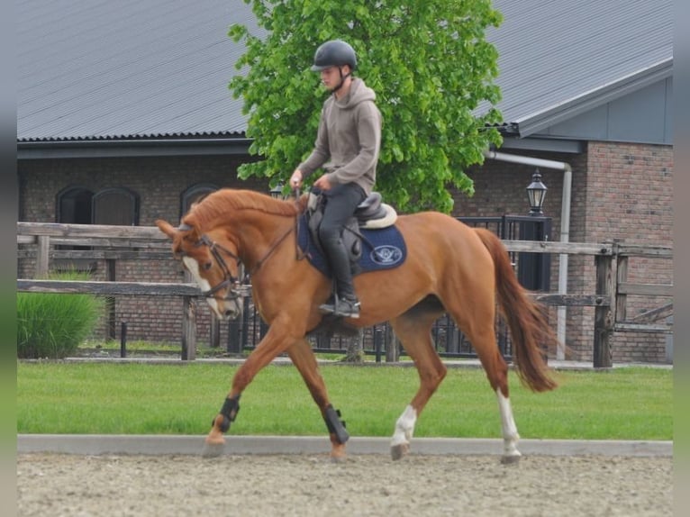 Belgisch Warmbloed Merrie 5 Jaar Vos in Veenendaal