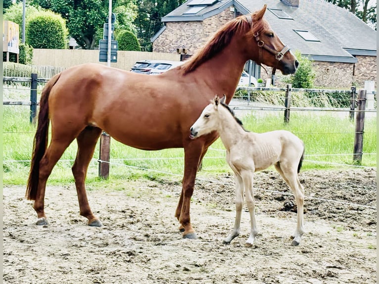 Belgisch Warmbloed Merrie 6 Jaar 147 cm Vos in Essen