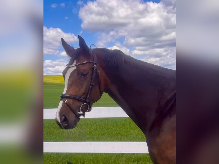 Belgisch Warmbloed Merrie 6 Jaar 162 cm Bruin in Loiching