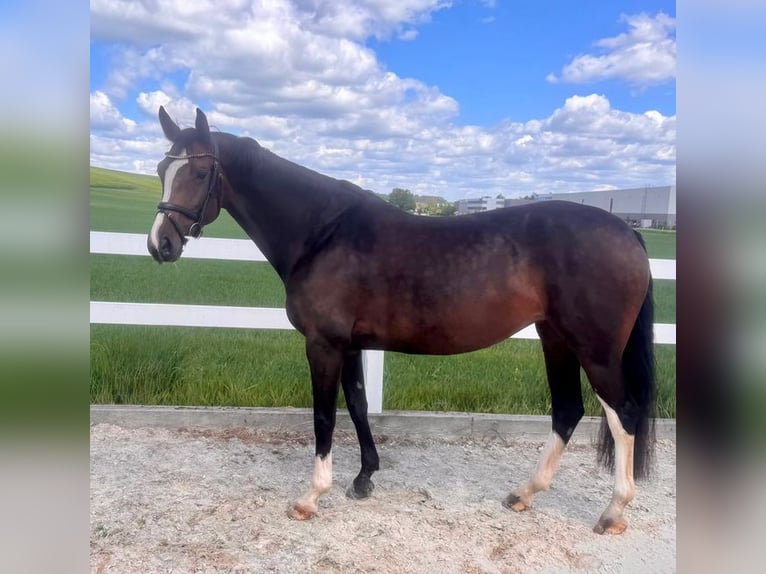 Belgisch Warmbloed Merrie 6 Jaar 162 cm Bruin in Loiching