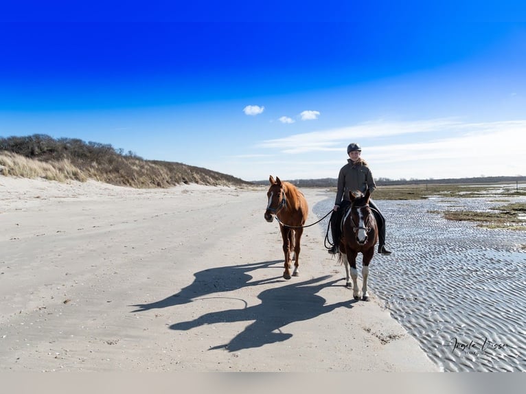 Belgisch Warmbloed Merrie 6 Jaar 162 cm Vos in Hellevoetsluis