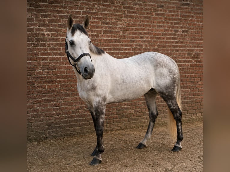 Belgisch Warmbloed Merrie 6 Jaar 163 cm Schimmel in Weert