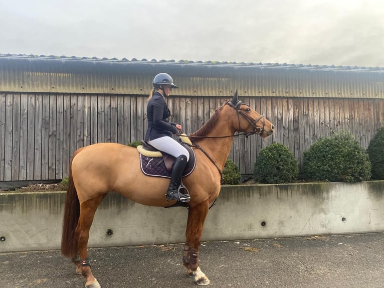 Belgisch Warmbloed Merrie 6 Jaar 163 cm Vos in Zonhoven