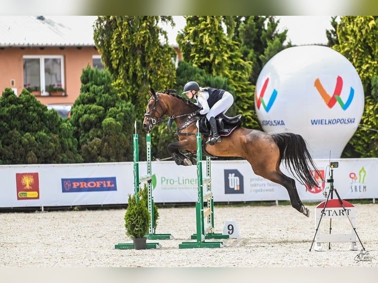 Belgisch Warmbloed Merrie 6 Jaar 165 cm Roodbruin in Wysogotowo