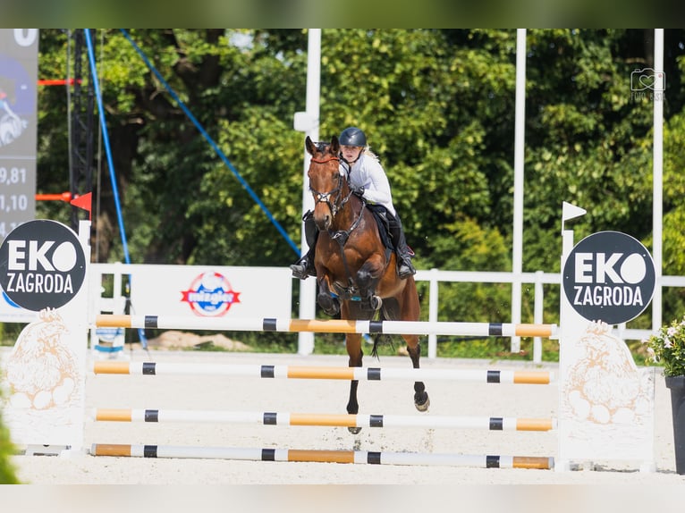 Belgisch Warmbloed Merrie 6 Jaar 165 cm Roodbruin in Wysogotowo