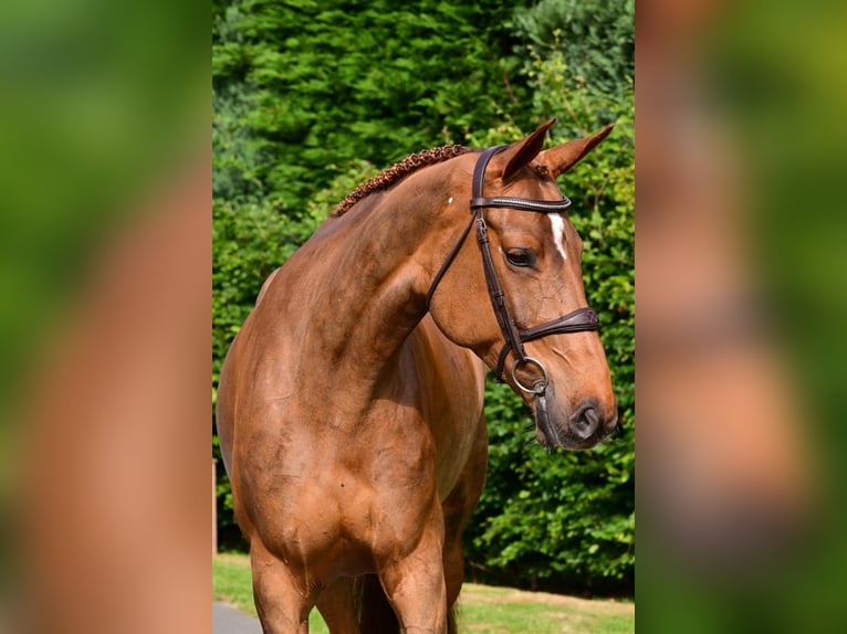 Belgisch Warmbloed Merrie 6 Jaar 165 cm Vos in Bladel
