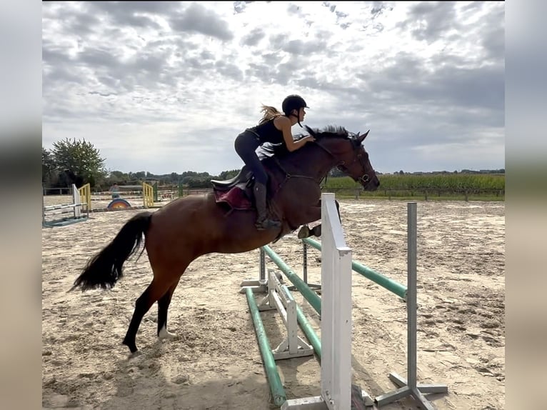 Belgisch Warmbloed Merrie 6 Jaar 166 cm Donkerbruin in Denderwindeke