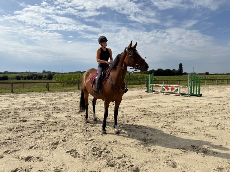 Belgisch Warmbloed Merrie 6 Jaar 166 cm Donkerbruin in Denderwindeke