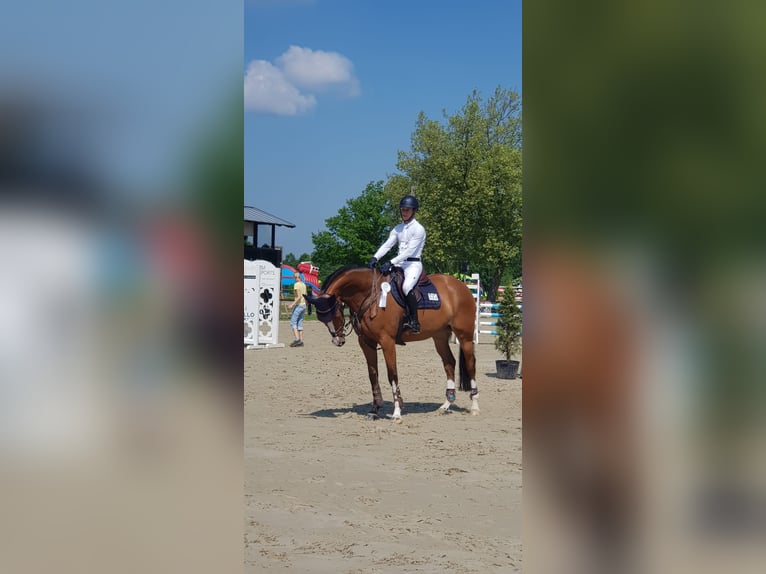 Belgisch Warmbloed Merrie 6 Jaar 166 cm Roodbruin in Hamm