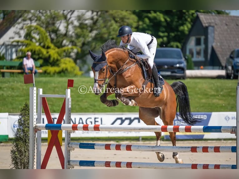 Belgisch Warmbloed Merrie 6 Jaar 166 cm Roodbruin in Hamm