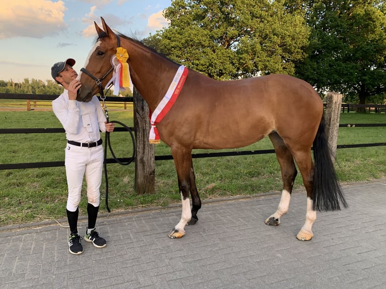 Belgisch Warmbloed Merrie 6 Jaar 166 cm Roodbruin in Hamm