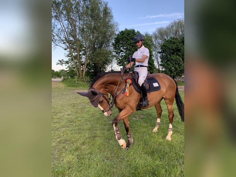 Belgisch Warmbloed Merrie 6 Jaar 166 cm Roodbruin in Hamm