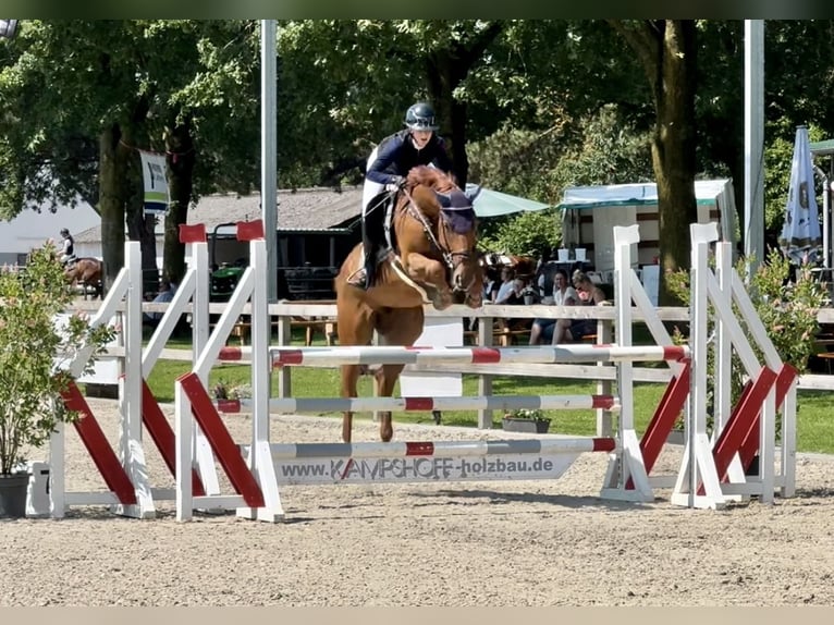 Belgisch Warmbloed Merrie 6 Jaar 167 cm Vos in Kleve