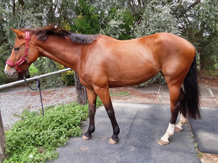 Belgisch Warmbloed Merrie 6 Jaar 170 cm Bruin in Wervik Belgisch Warmbloed Merrie 6 Jaar 170 cm Bruin in Wervik