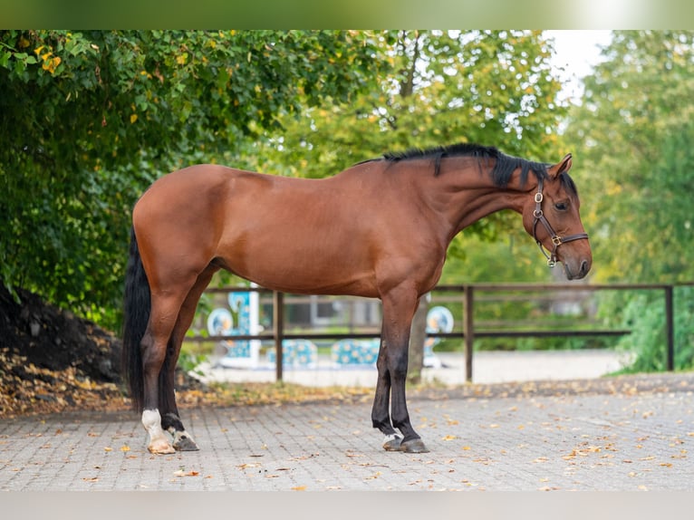 Belgisch Warmbloed Merrie 6 Jaar 171 cm Bruin in Kaulille