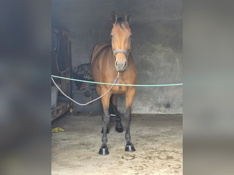 Belgisch Warmbloed Merrie 6 Jaar 173 cm Bruin in Vorselaar