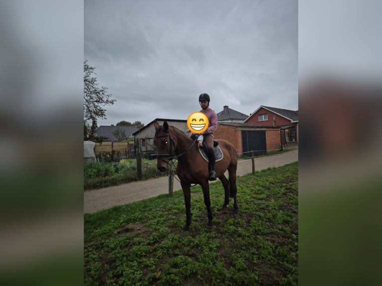 Belgisch Warmbloed Merrie 6 Jaar 173 cm Bruin in Vorselaar