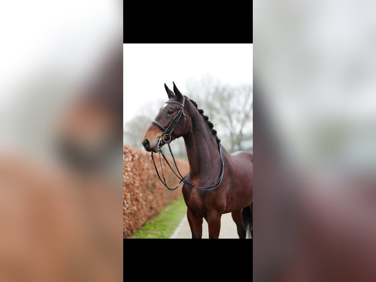 Belgisch Warmbloed Merrie 6 Jaar 178 cm Roodbruin in Weert