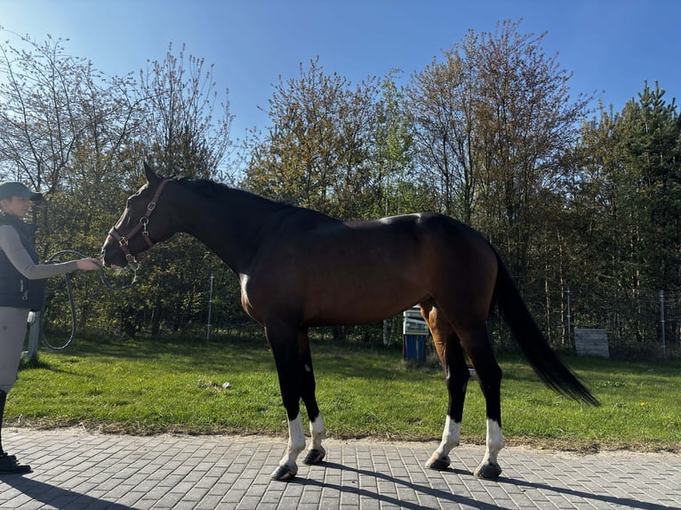 Belgisch Warmbloed Merrie 6 Jaar Donkerbruin in Grzmiąca