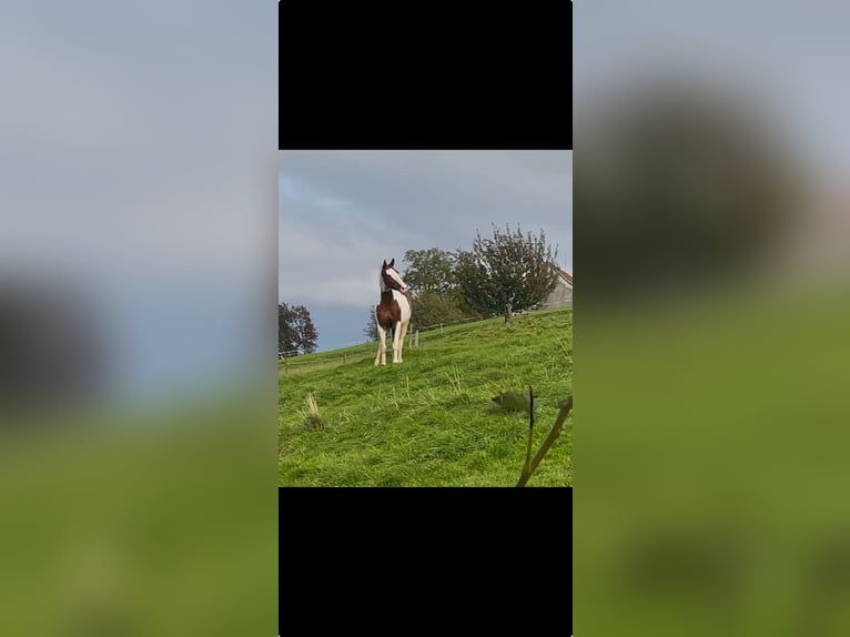 Belgisch Warmbloed Merrie 7 Jaar 158 cm Gevlekt-paard in Wolfhalden