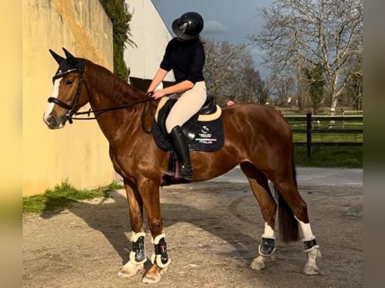 Belgisch Warmbloed Merrie 7 Jaar 160 cm Vos in C.E.V.Mogliano Veneto