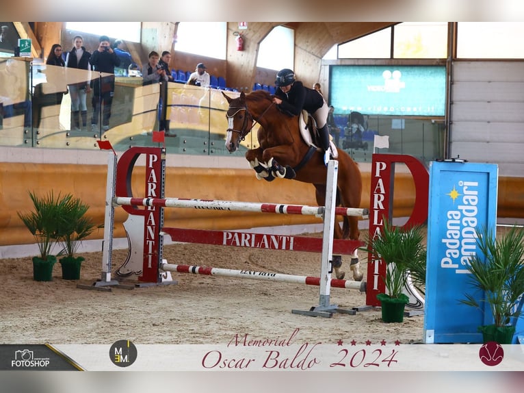 Belgisch Warmbloed Merrie 7 Jaar 160 cm Vos in C.E.V.Mogliano Veneto