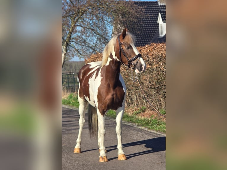 Belgisch Warmbloed Merrie 7 Jaar 162 cm Gevlekt-paard in Someren