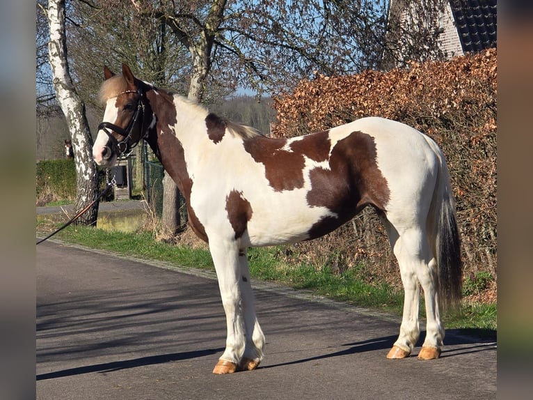 Belgisch Warmbloed Merrie 7 Jaar 162 cm Gevlekt-paard in Someren