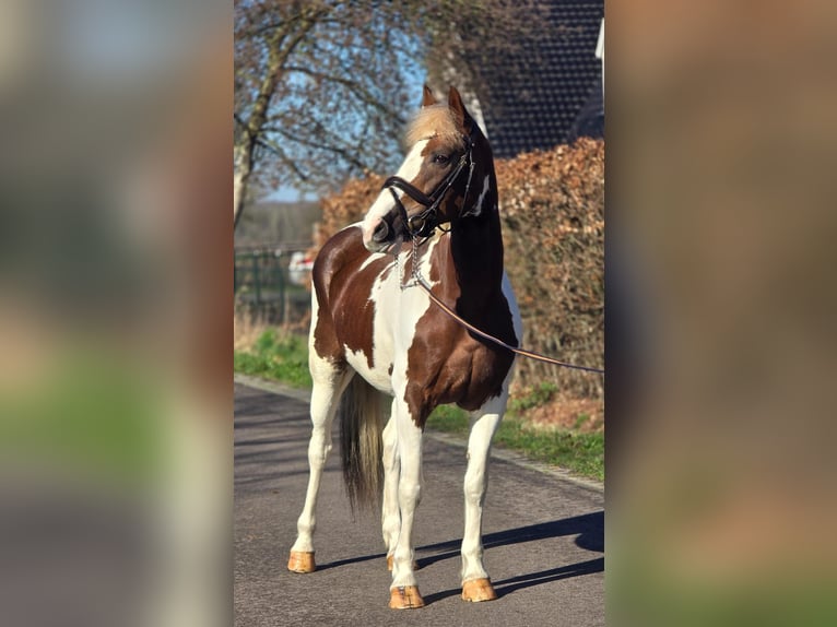 Belgisch Warmbloed Merrie 7 Jaar 162 cm Gevlekt-paard in Someren
