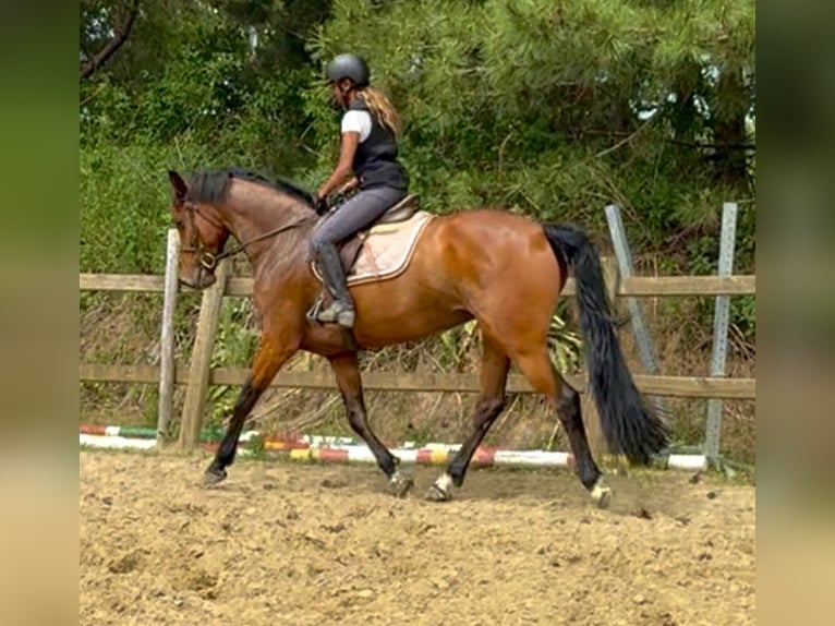 Belgisch Warmbloed Merrie 7 Jaar 165 cm Bruin in Bornem