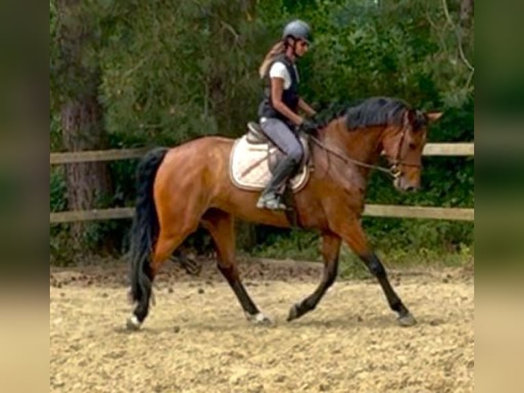 Belgisch Warmbloed Merrie 7 Jaar 165 cm Bruin in Bornem