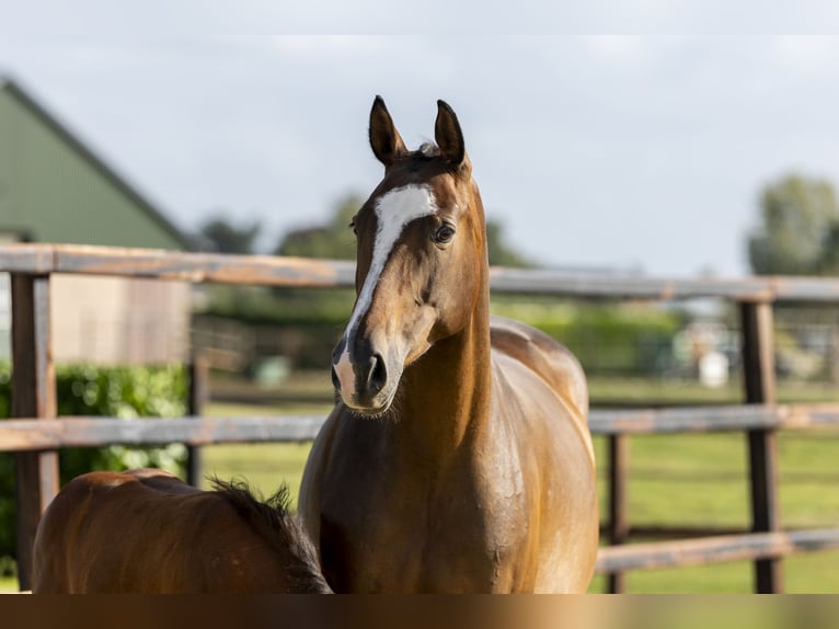 Belgisch Warmbloed Merrie 7 Jaar 165 cm Bruin in Waddinxveen