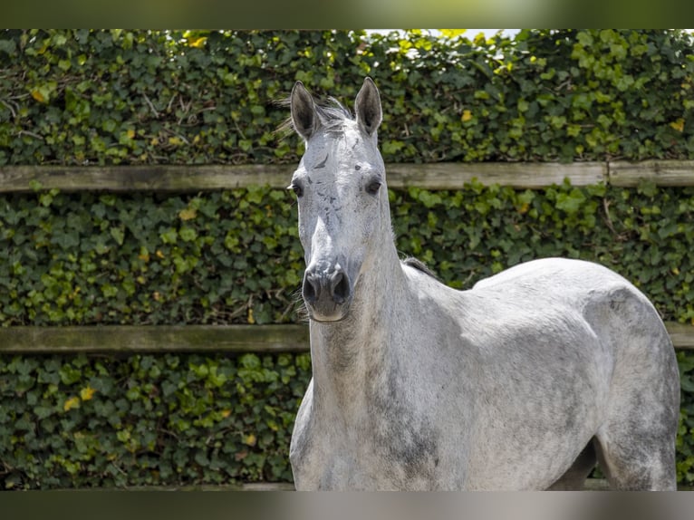 Belgisch Warmbloed Merrie 7 Jaar 166 cm Schimmel in Waddinxveen