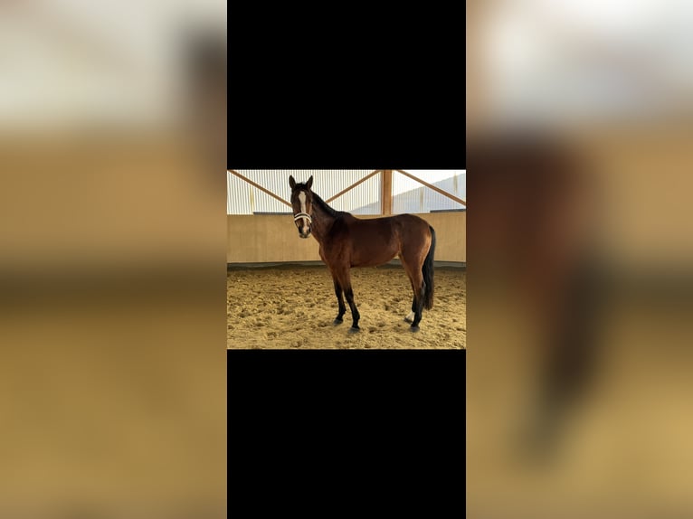 Belgisch Warmbloed Merrie 7 Jaar 168 cm Bruin in Albstadt