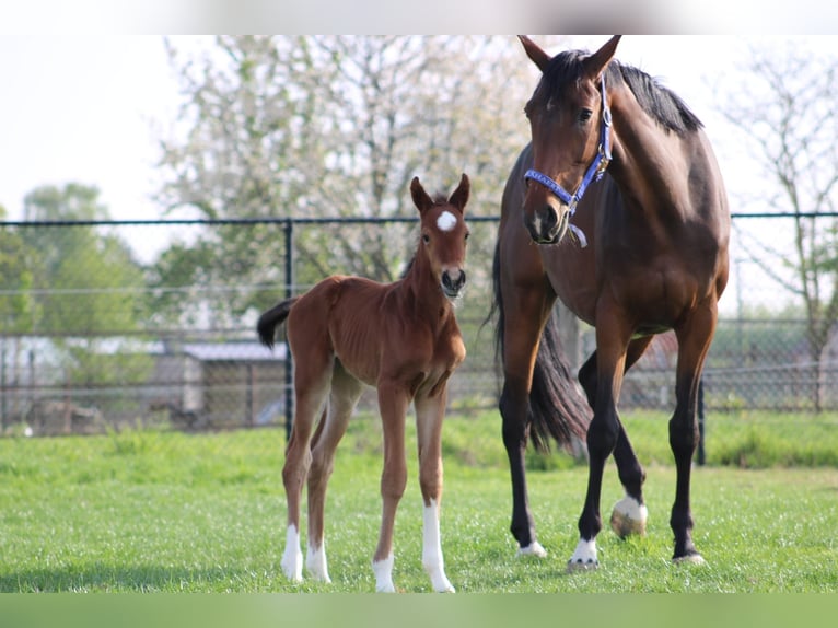 Belgisch Warmbloed Merrie 7 Jaar 168 cm Bruin in Merchtem
